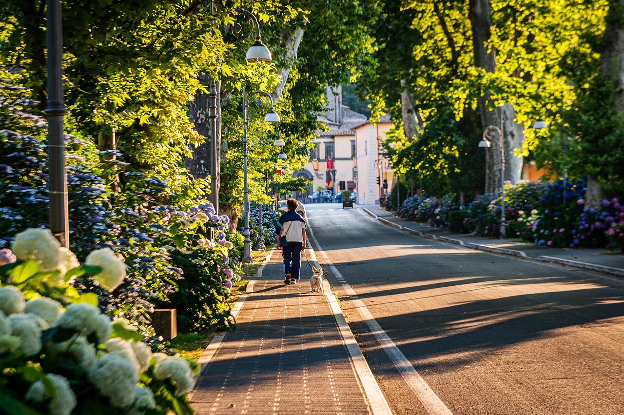 Street, animal, man, dog, walk, bolsena, italy, flower path, dawn, pet, hydrangeas, flower wallpaper, path, flower background, flowers, nature, trees, beautiful flowers, natural, travel