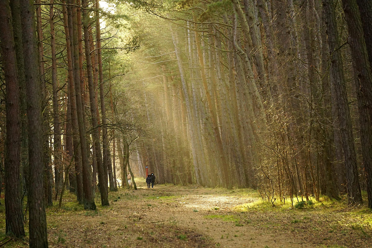 Trees, forest, sunlight, the path, way, walk in the woods, the road in the forest, trail, couple, go, couple together, relation, relaxation, rest, fresh air, sunset, nature, landscape, close up, track