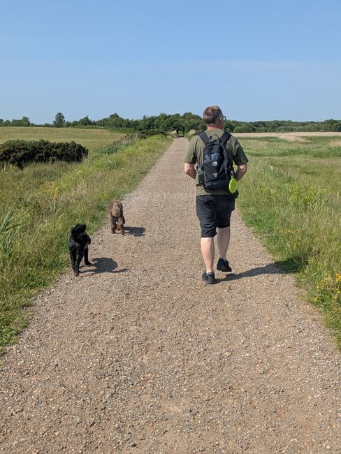 A man with two dogs walking on a sunny rural path, perfect for nature enthusiasts.