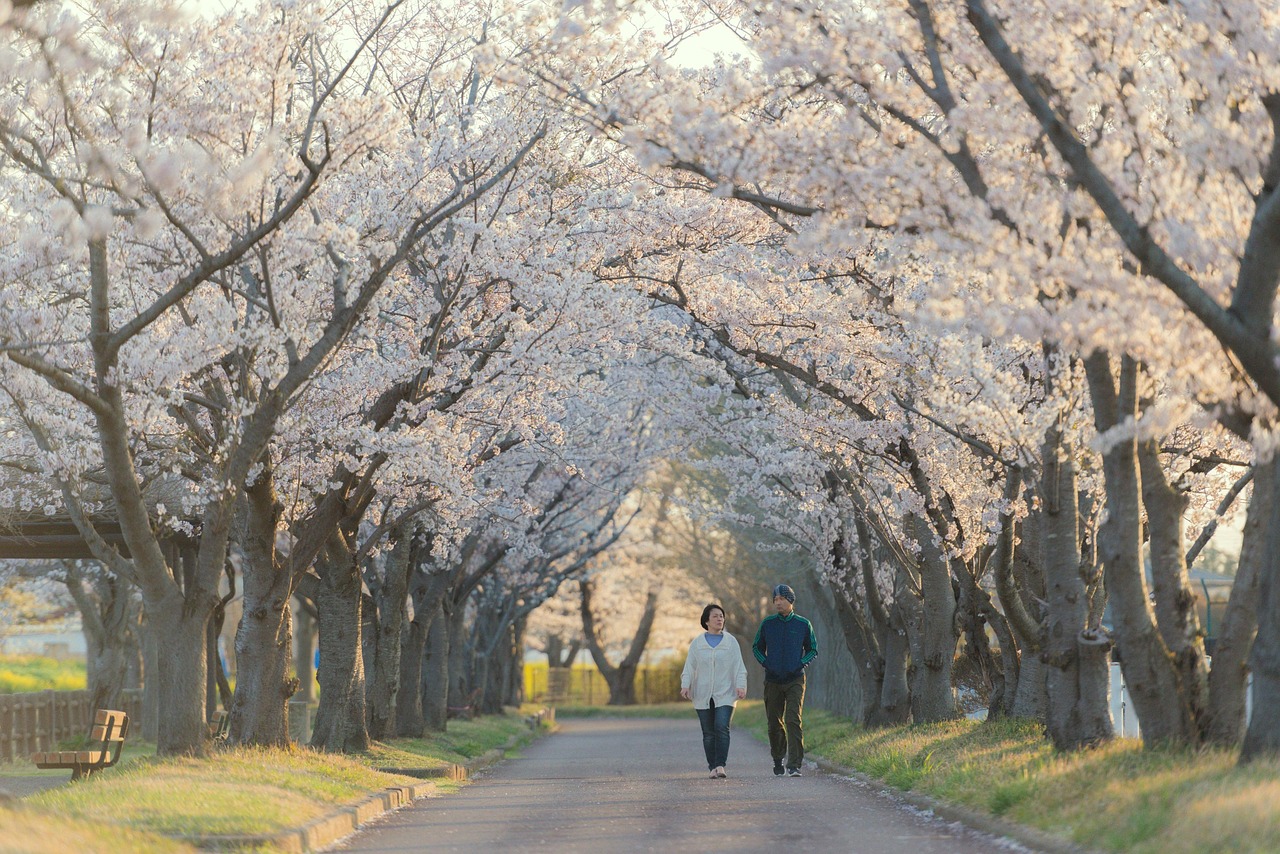 Couple, walking, sakura trees, lane, path, walk, stroll, strolling, together, walking together, man, woman, japan, ibaraki, sakura, cherry blossoms, cherry blossom trees, japan, japan, japan, sakura, 