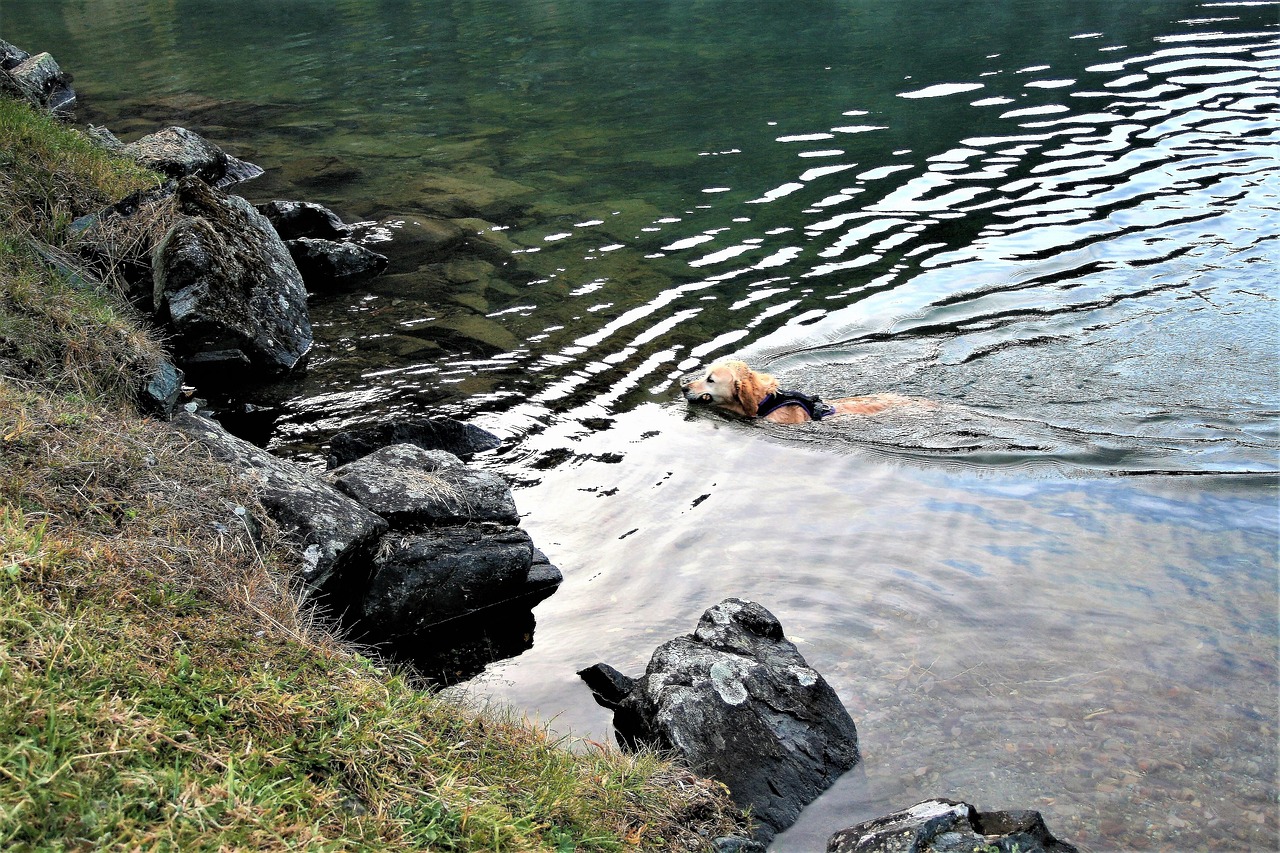 Lake, autumn, wet dog, man's friend, rocky, game, retrieving, water, davos, animal, nature, on a walk, pure-breed dog